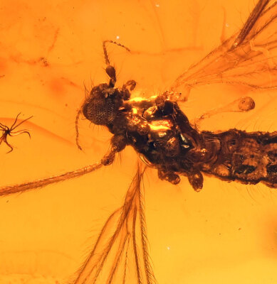 Detailed Limoniinae (Crane Fly), Fossil Inclusion in Baltic Amber