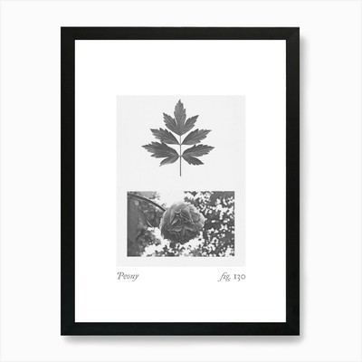 Pfingstrose Botanische Collage 4 Kunstdruck Gerahmt Wandbild Poster Leinwanddruck Bild