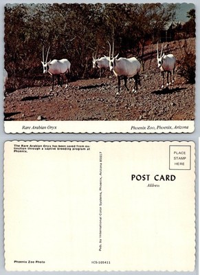Rare Arabian Oryx Phoenix Zoo Arizona Vintage Postcard Wildlife Animal