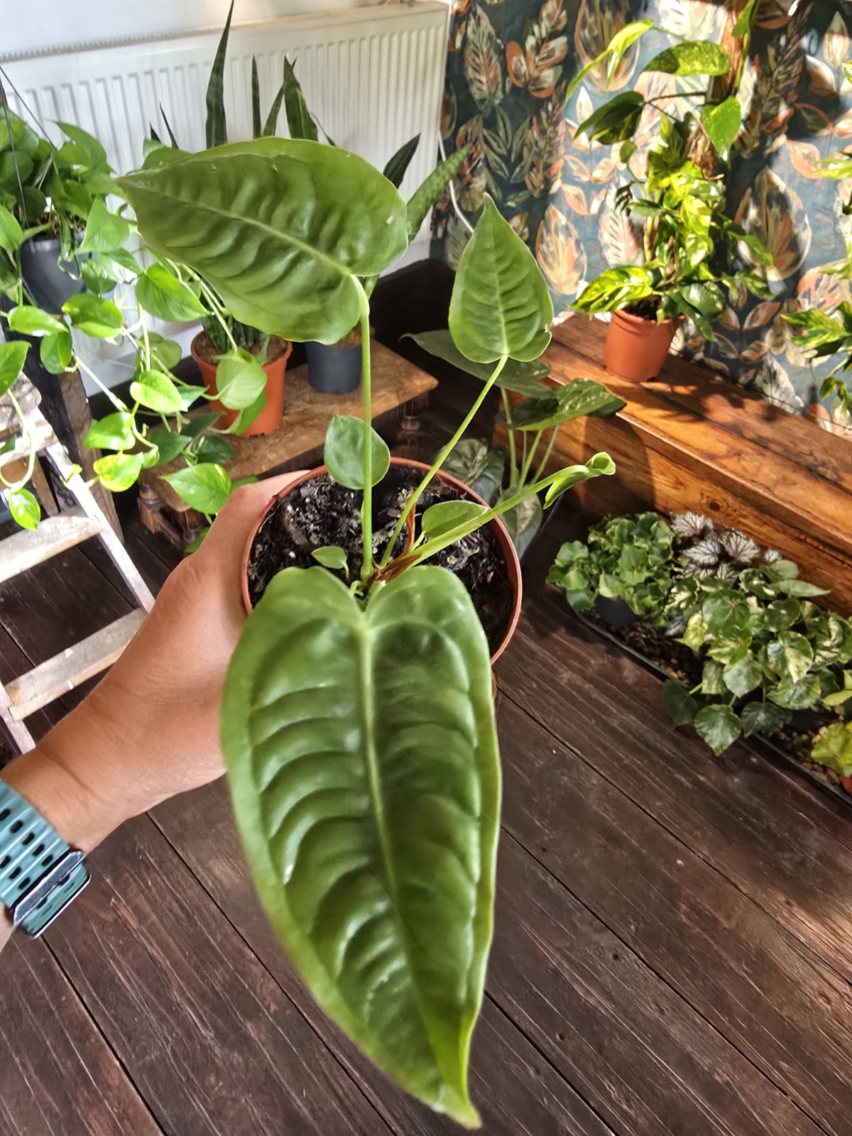 Anthurium veitchii