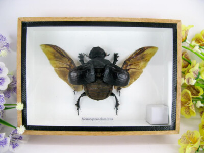 Heliocopris Dominus - 3D showcase - real exotic insect - museum quality