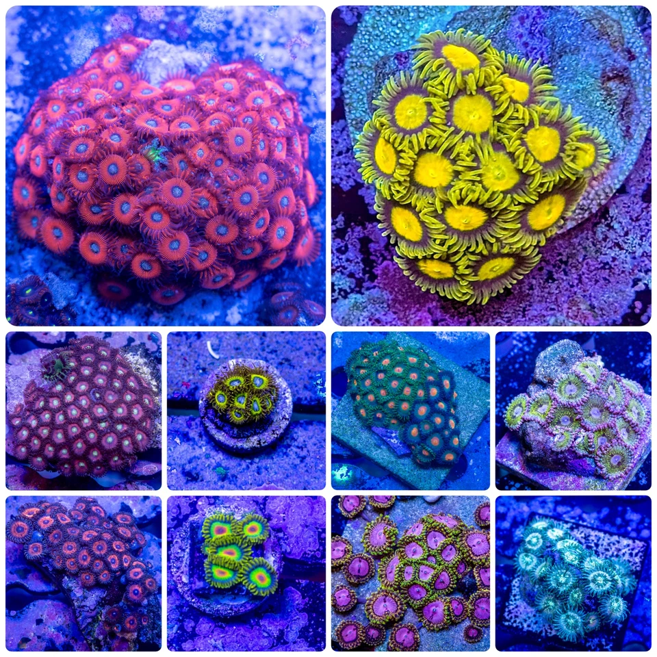 Aquacultured Zoanthid Garden, Basic Zoa & Paly Garden, 5 A Grade Frags