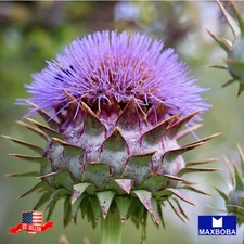 25 Cardoon Seeds Non-GMO Heirloom Vegetable