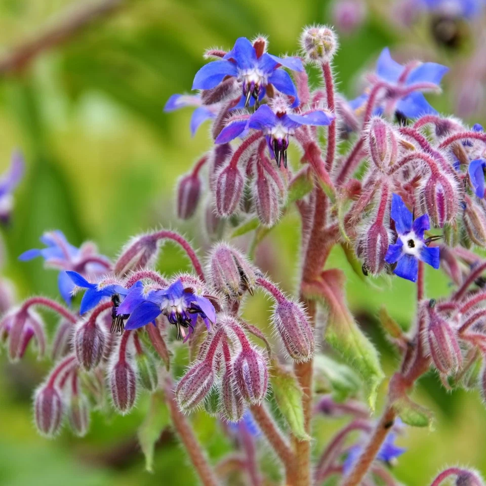 BACK TO NATURE SEED COMPANY Borage Herb - Seeds - Organic - Non Gmo - Heirloom Seeds – Herb Seeds