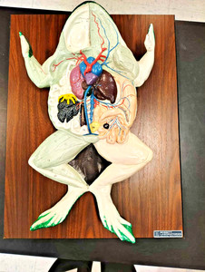Vtg Large 3D Frog Dissection Anatomical Biology Animal Model Bobbit Lab Science
