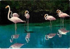 AK - 13 - Les Saintes Maries de la Mer - Flamingos Roses - Flamme Post