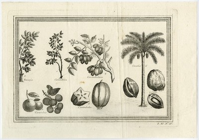Antiker Druck-FRÜCHTE-KOKOS-KOKOSSPALME-KARAMBES-TARANJA-Schley-Prevost-1767