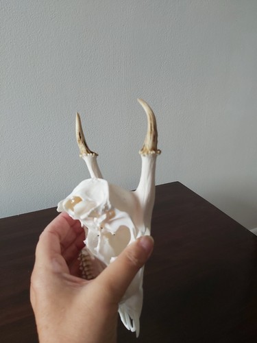 Muntjac Buck Deer Skull Taxidermy Antlers Gothic - Picture 7 of 7