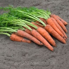 Carrot se ds 10000 Carrot Vita Long, organic heirloom carrot se ds SW630 TRACK  