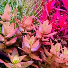 Bacopa Caroliniana | Aquarium Plants Factory®