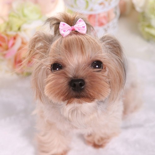 5Pcs Hair Bows For Cute Small Dog Cat Pet Puppy Bowknots DIY Grooming Accessory - Picture 8 of 14