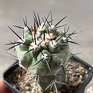 Copiapoa Cinerea | eBay