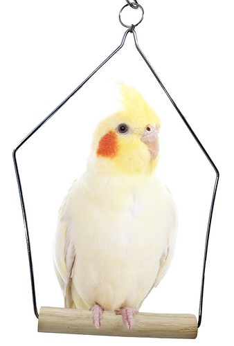 3289 Medium Wooden Swing Bird Toy parrot cockatiel parakeet conure perch 10 x 7 - 第 1/4 張圖片