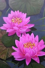 Pink waterlilies, hand painted acrylic painting on stretched canvas, art