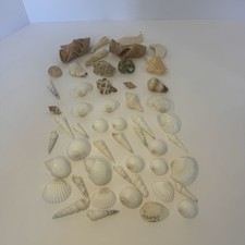 Lot Of Assorted Sea Shells All In Excellent Condition Ocean Decor Seaside Vibe