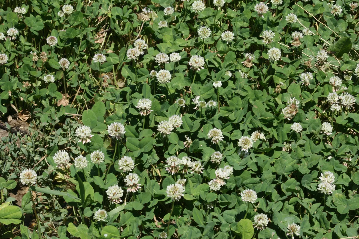 Dutch white clover seed deals
