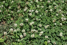WHITE DUTCH CLOVER SEED * COVER CROP * PERENNIAL LEGUME * LOW GROWING * 1000 /PK