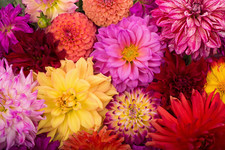 50 Unwins DWARF MIX DAHLIA Variabilis Mixed Colors Semi Double Bicolor Pink Purp