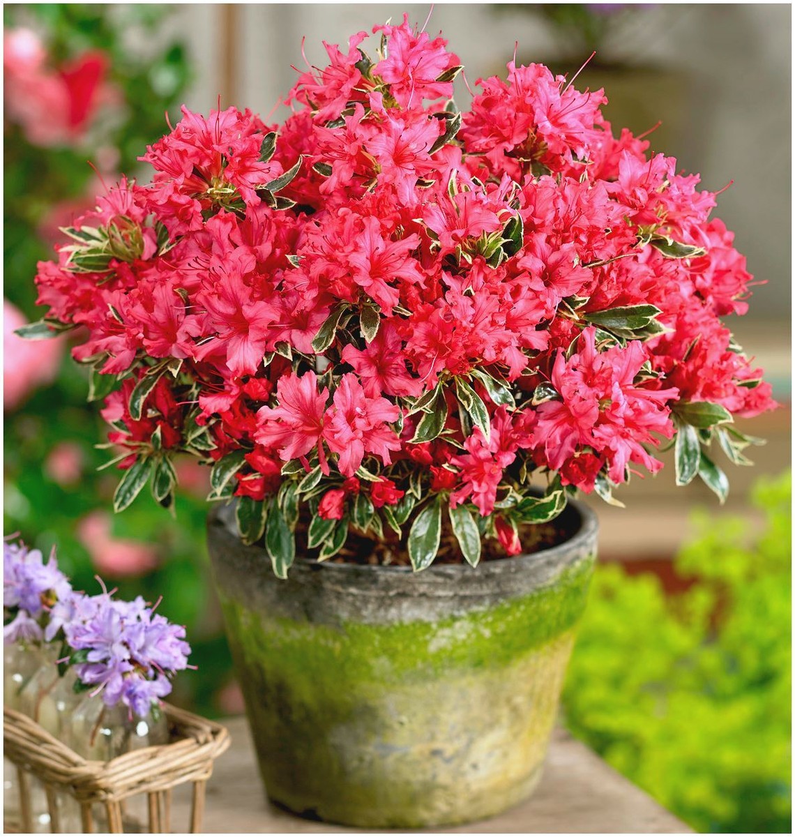 x3] Dwarf Japanese Azalea Japonica 'Silver Sword' | Pot Plants