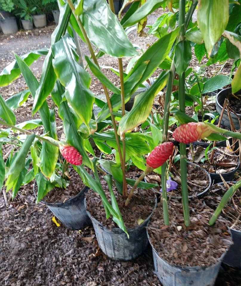 Pick your own Giant SHAMPOO GINGER SAPLINGS + RHIZOME FROM PHOTOS! - Image 4 of 4