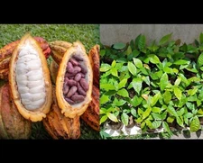 Red Theobroma Cacao Cocoa Chocolate Tropical Fruit Tree Potted Plant 7” Inches