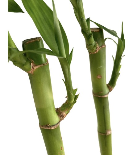 3 x Water Bamboo Plants - 30cm - Lucky Bamboo - Houseplant - Aquarium Plant - Picture 7 of 8