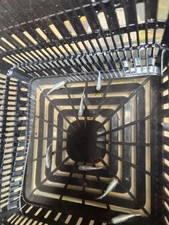 RICE FISH-MEDAKA PLATINUM BLUE MIYUKI Group Of 10 