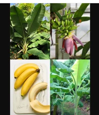 Dwarf Orinoco  Musa Banana Tree--SMALL Rooted Starter Plant