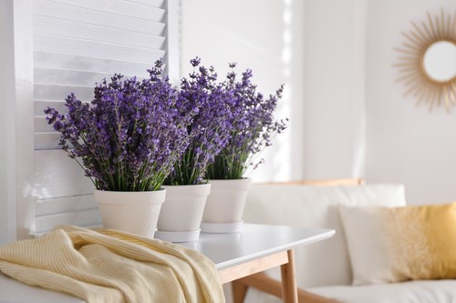 Deepest Sympathy Plantable Seed Card Lavender Seeds Eco Friendly A6 - Picture 7 of 8