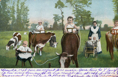 Babies on Cows Humor Card