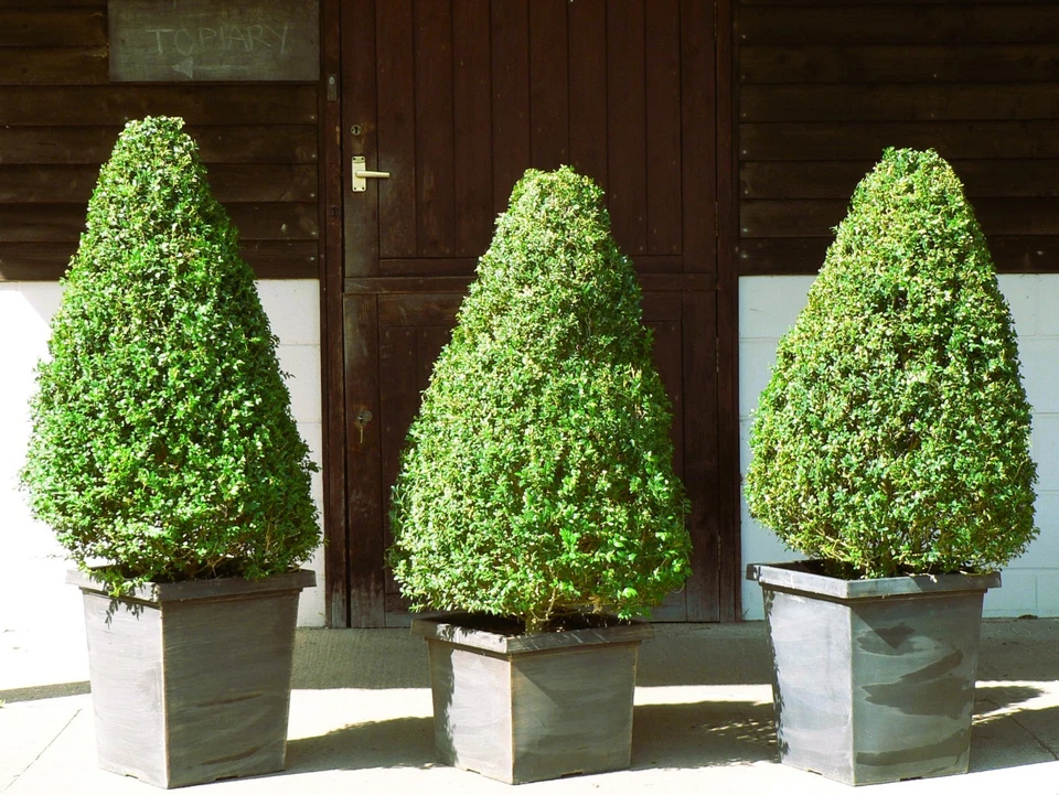  Real XL Box (buxus sempervirens) Cone Shaped Topiary, UK Grown - Image 2 of 4