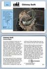 Chimney Swift #30.7 Birds - Grolier Wildlife Adventure Card
