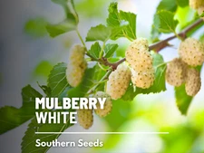 White Mulberry Seeds, Heirloom Culinary and Medicinal Plant, USA Grown