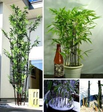 Schwarzer Bambus Pflanze für die Wohnung drinnen Zimmerpflanze groß pflegeleicht