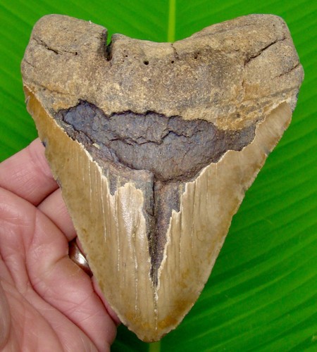 5.52 ” MEGALODON SHARK TOOTH Real Fossil No Restorations Sharks Teeth - Picture 2 of 2