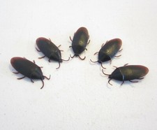 5 NEW FAKE COCKROACHES LARGE REALISTIC COCK ROACH BUGS 2" SIZE SCARY PRANK