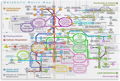 Biologie Wissen Poster Menschliche Stoffwechselwege Tabelle
