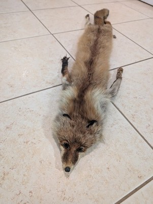 Vtg Mid Century Full Body Red Fox Fur Stole Taxidermy Scarf Wrap Head Paws 48''