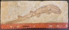 Lebanon Fossil, Extremely Rare Shark Species,Upper Cretaceous 100 Million Years.