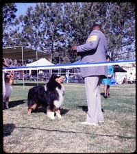 San Diego Collie Club Dog Show - 1960s Stereo Realist Slide Kodachrome #1058