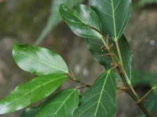 Cluster Fig/Ficus racemosa Dried Leaf Powder 100% Organic Anti-Inflammatory 50g