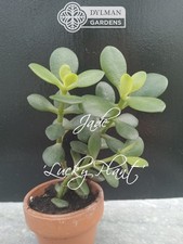 Jade Plant Crassula Ovata - Lucky Plant - Indoor Houseplant - Multiple Sizes