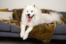 TETON PET Waterproof Blanket for Pets