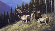 Neal Anderson Morning Call - Elk - Wildlife