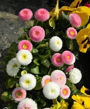 ♫ PAQUERETTE 'Pomponette Echevelée Mélangée' ♫ + Graines + ♫ Ornement Rocaille ♫