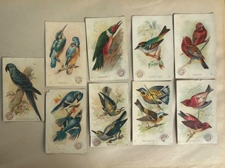 Lot of 9 Vintage Arm & Hammer Church & Co Beautiful Birds of America Cards NY