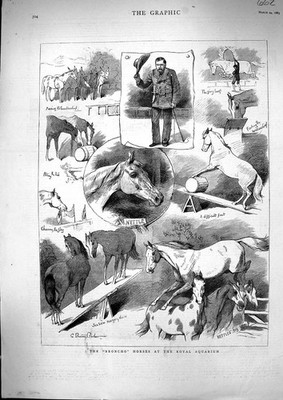 Alte 1883 Broncho Pferde Royal Aquarium Brennnessel darstellende Unterhaltung viktorianisch
