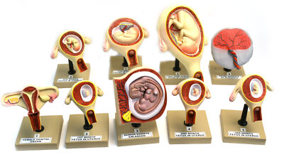 Eisco Pregnancy Series - Embryonic/Fetal Development, Set of 9 Anatomical Models