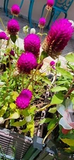 Globe Amaranth | Gomphrena Globosa, | Purple or White | 100 Seeds Easy to Grow