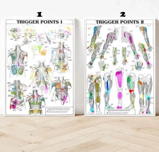 Trigger Points 1 2 Anatomical Diagram Guide Chart Anatomy 1 Print Poster